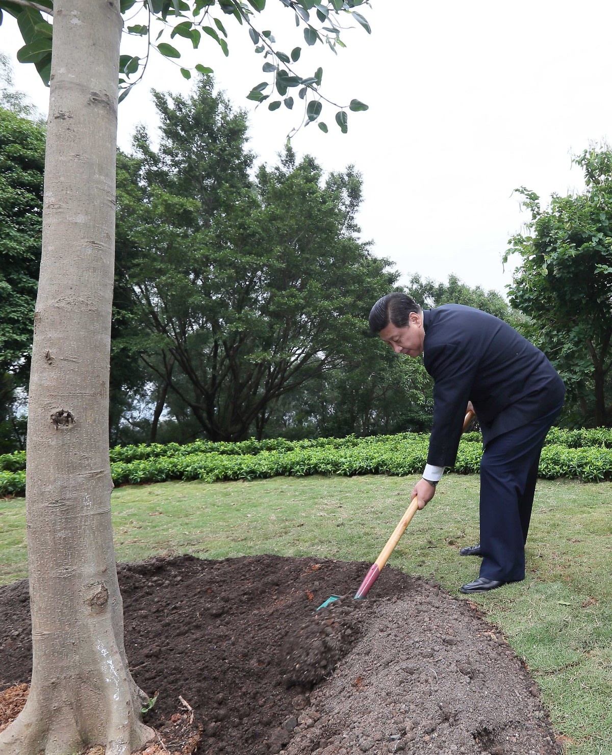 2012年12月8日，習(xí)近平在深圳蓮花山公園種下一棵高山榕樹。
